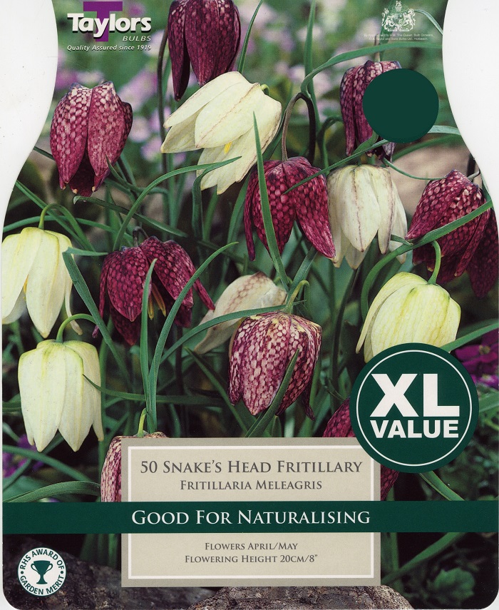 Fritillaria Meleagris - XL Value